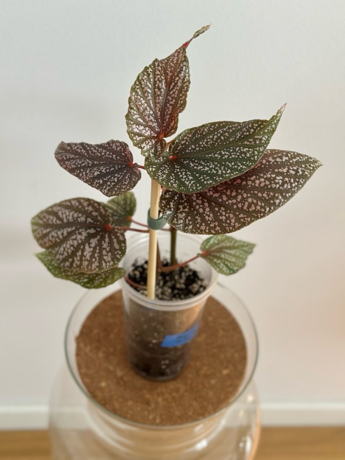 Begonia Polka dot Pink 2