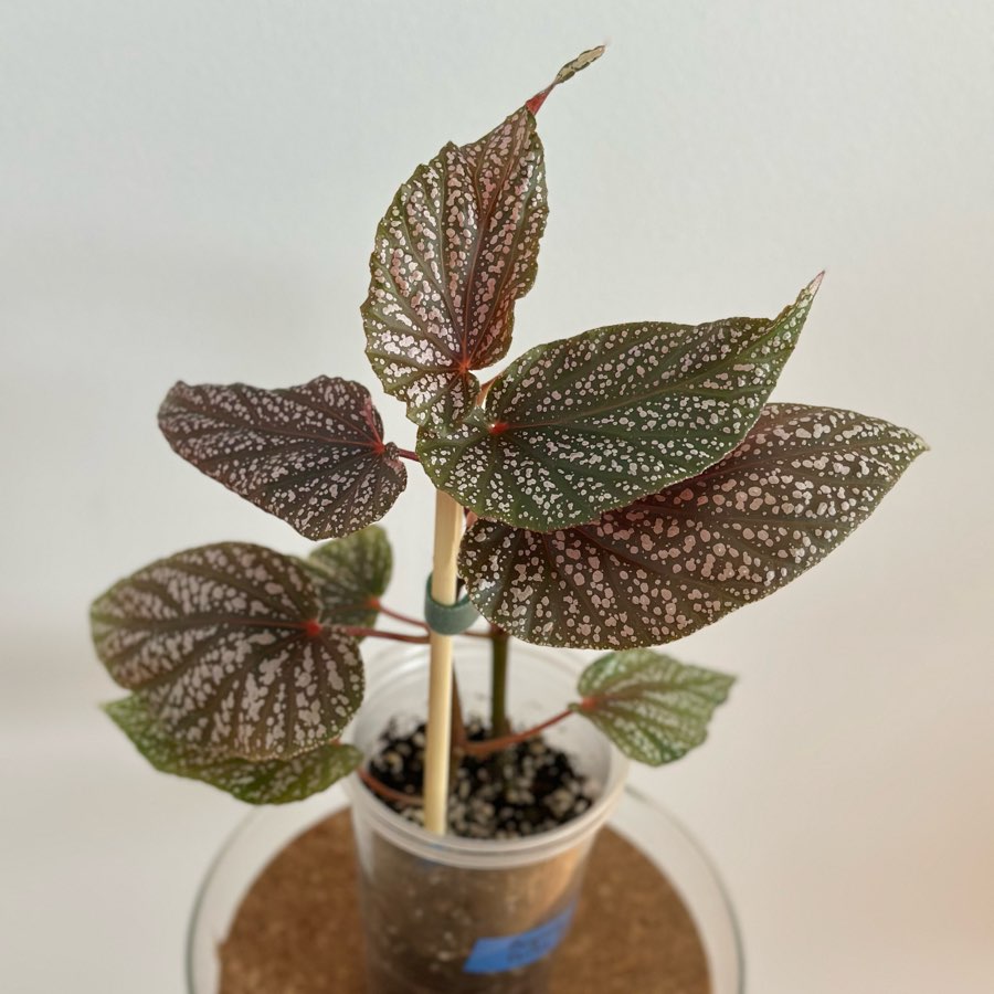 Begonia Polka dot Pink