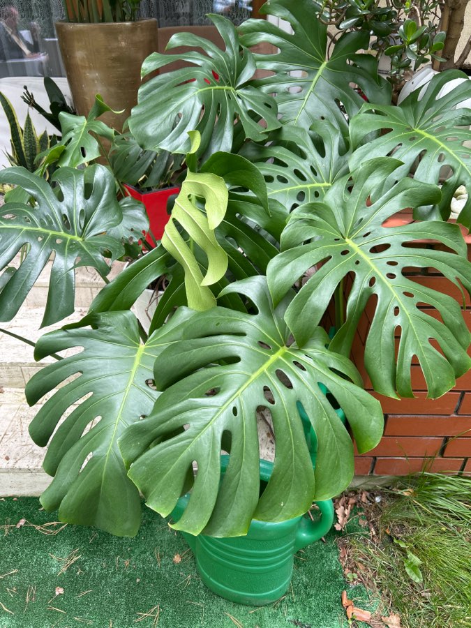 Monstera 2