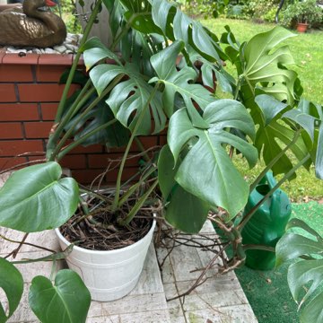 Monstera