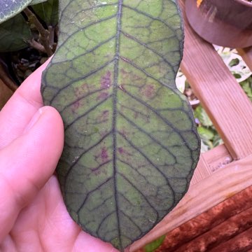 Hoya sp. Sabah