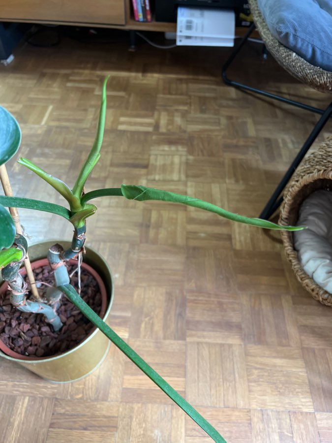 Philodendron imperial green 3