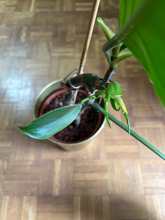 Philodendron imperial green 2