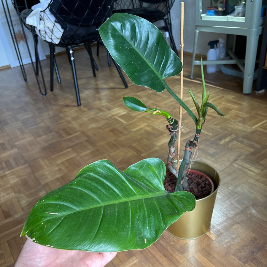 Philodendron imperial green