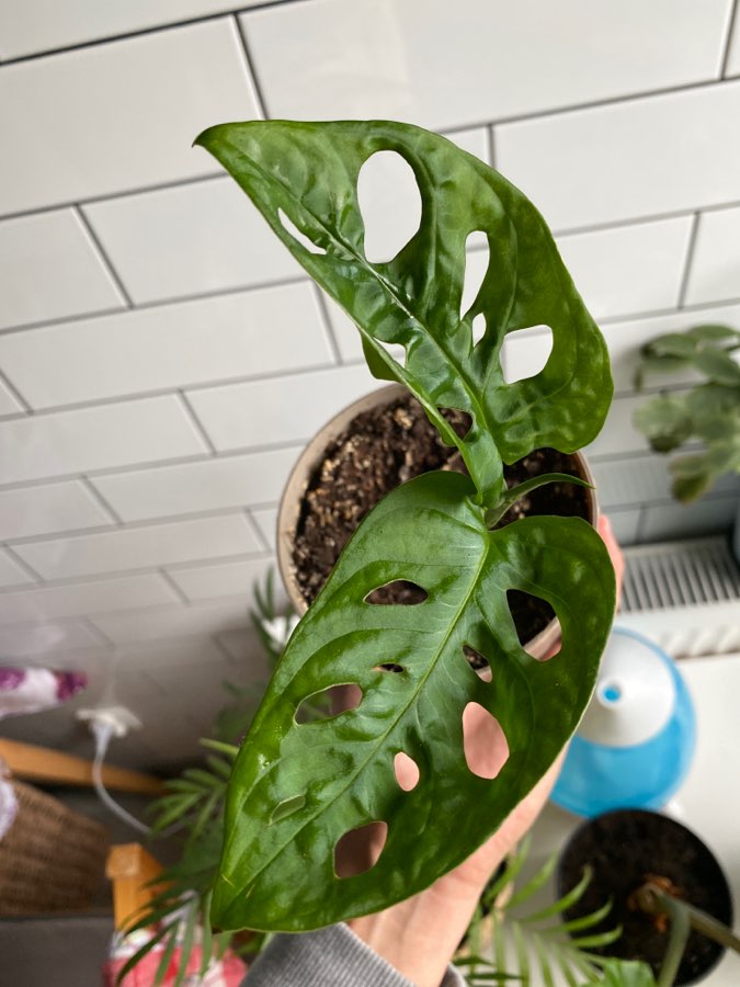 Monstera Monkey 5