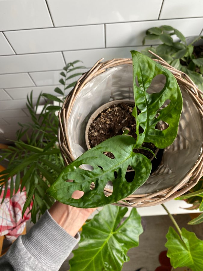 Monstera Monkey 3