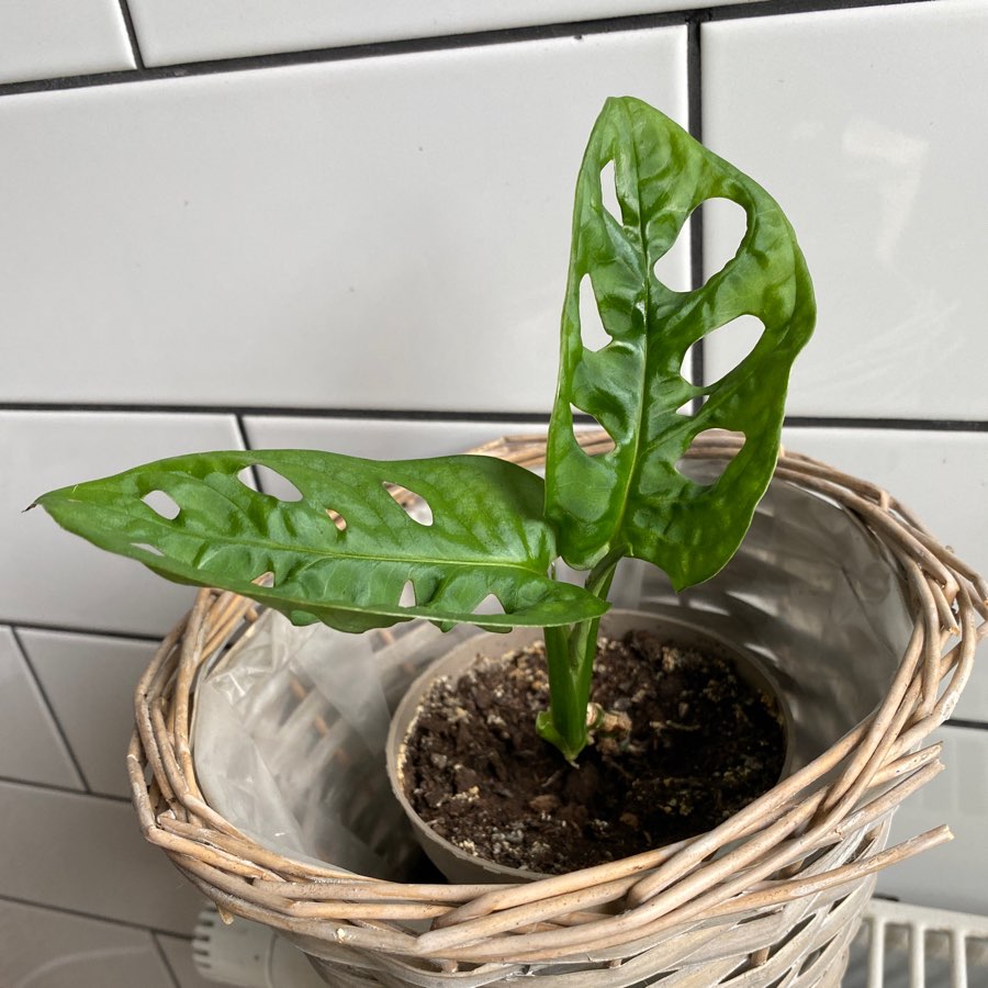 Monstera Monkey