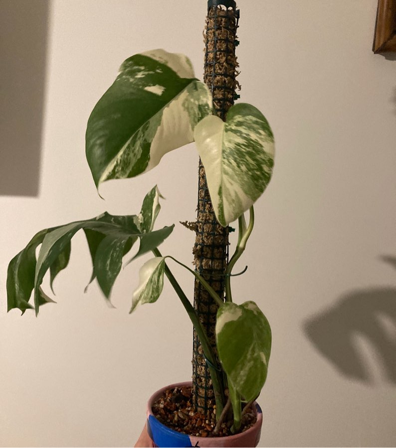 Monstera variegata