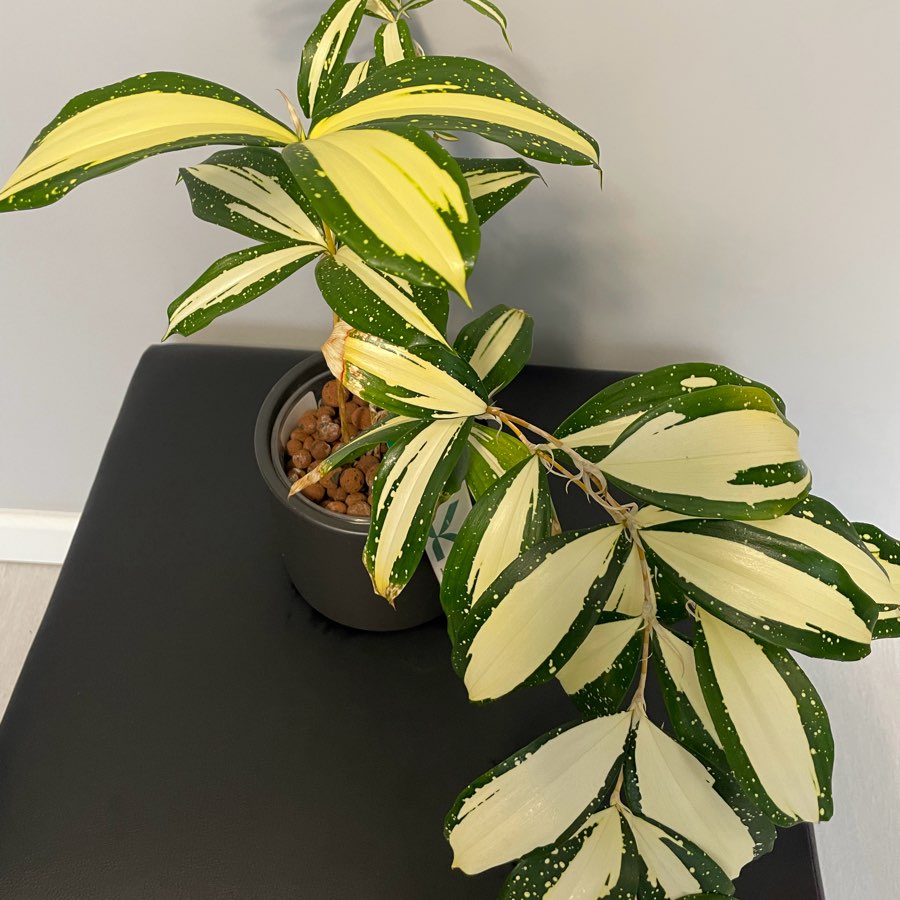 Dracena Milky Way