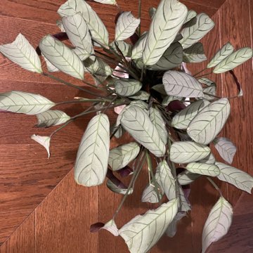 Ctenanthe