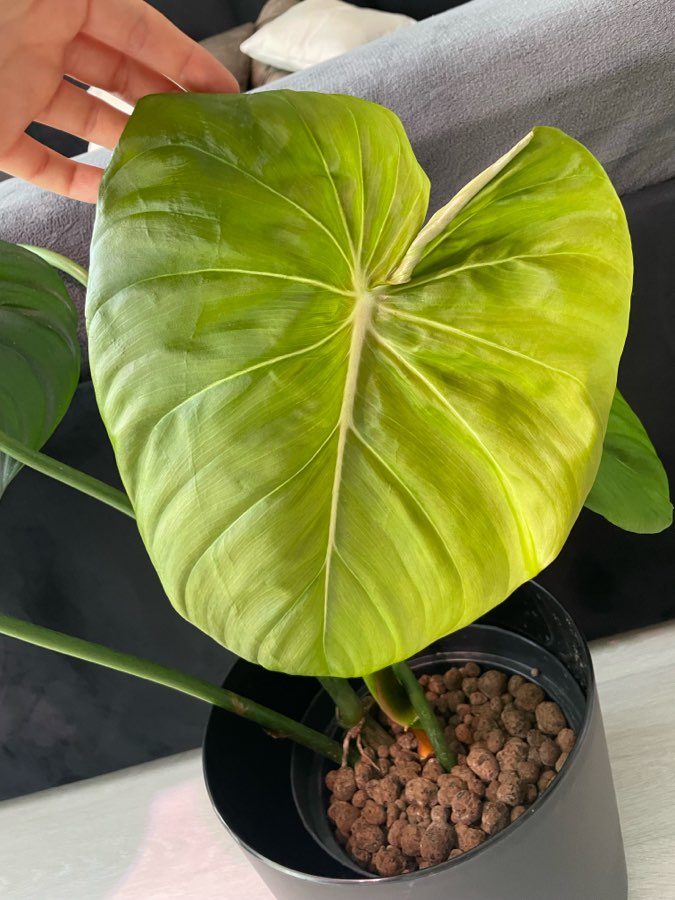 Philodendron Gloriosum + McDowell 4