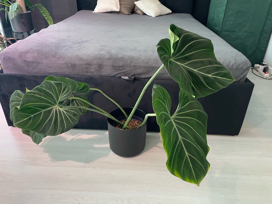 Philodendron Gloriosum + McDowell 3