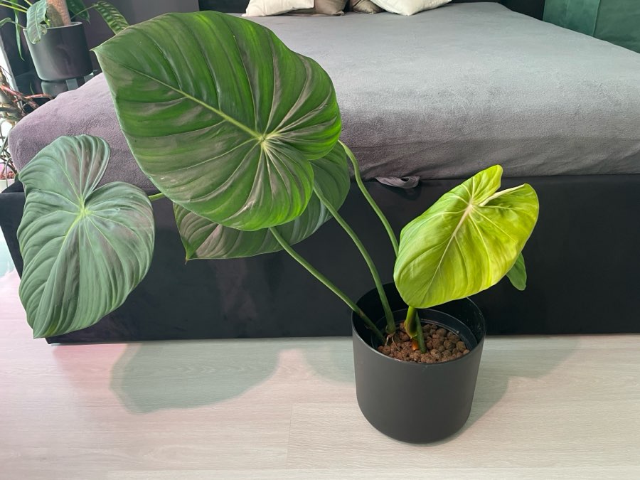 Philodendron Gloriosum + McDowell 5