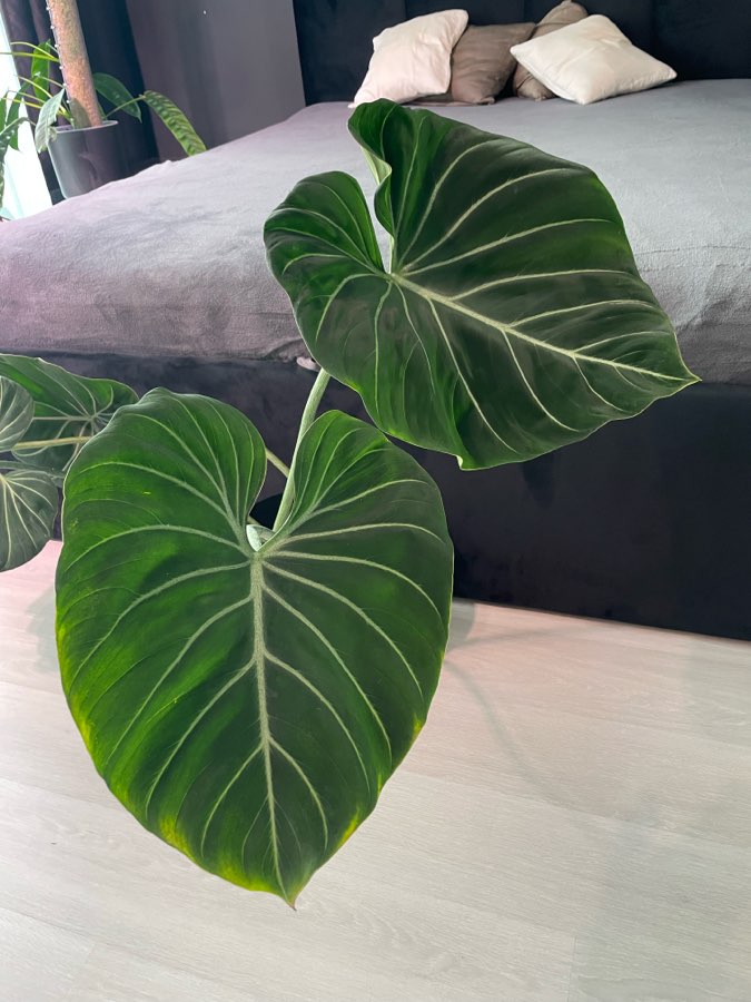 Philodendron Gloriosum + McDowell 2