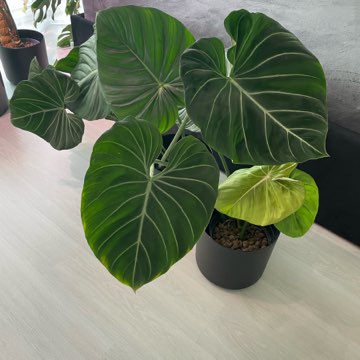 Philodendron Gloriosum + McDowell