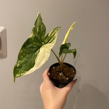 Syngonium Emerald Gem