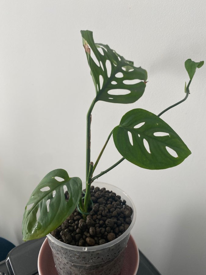 Monstera Laniata 3