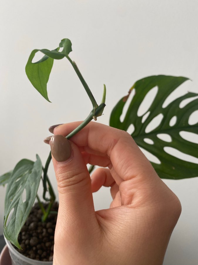 Monstera Laniata 2