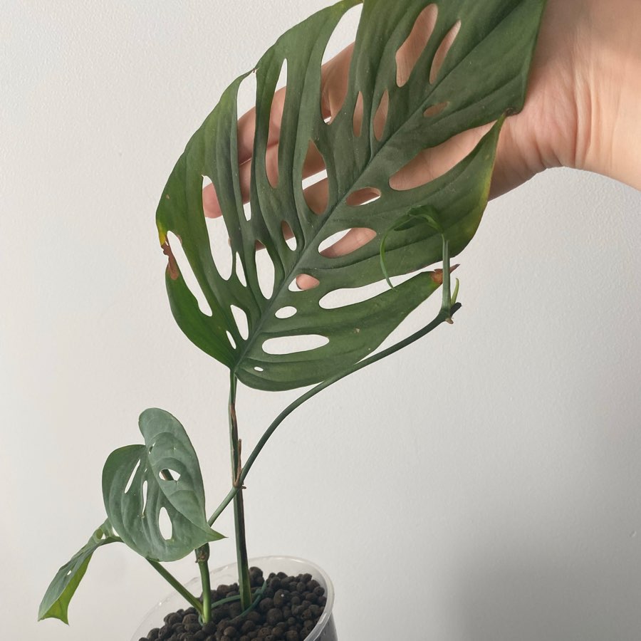 Monstera Laniata