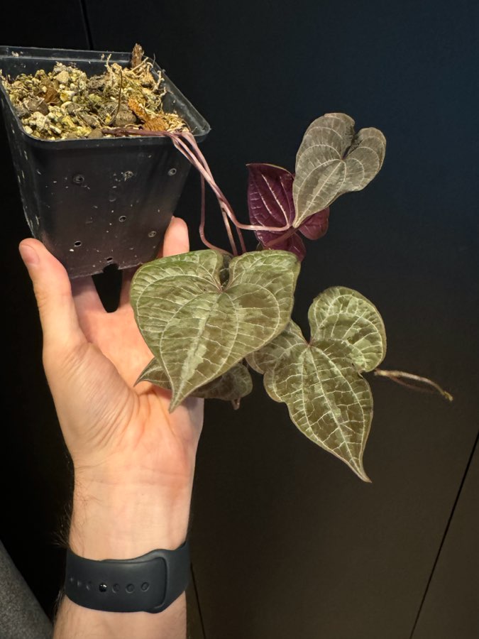 dioscorea discolor 3