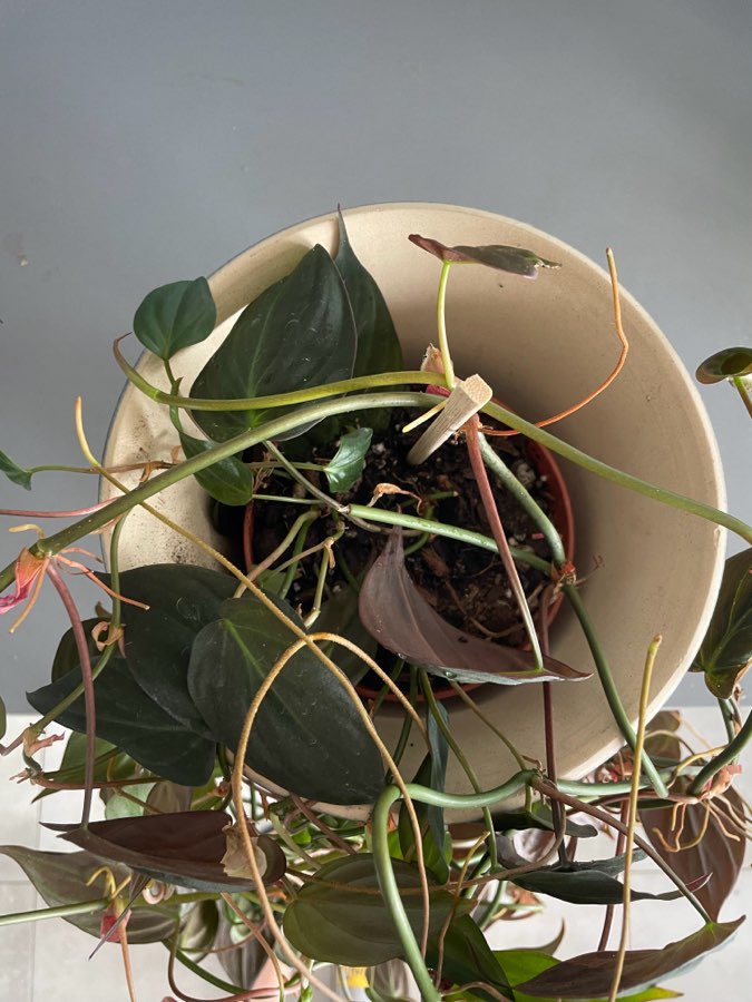 Filodendron micans 2