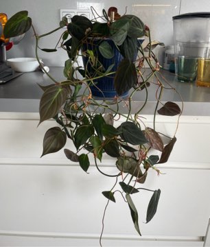 Filodendron micans
