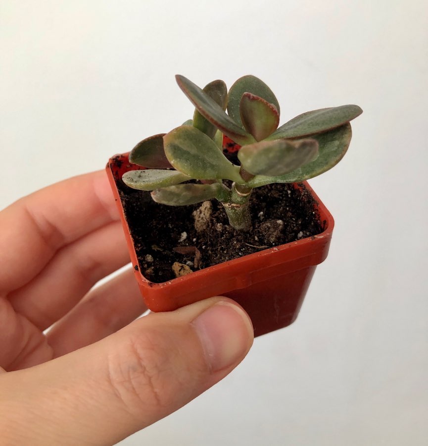 Crassula ovata Hummel’s Ghost 4