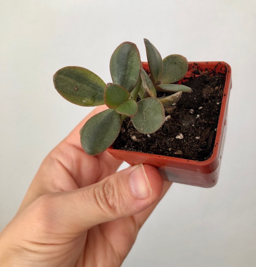 Crassula ovata Hummel’s Ghost 2
