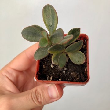Crassula ovata Hummel’s Ghost