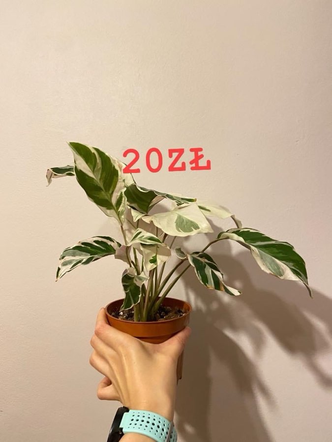 Calathea white fusion 3