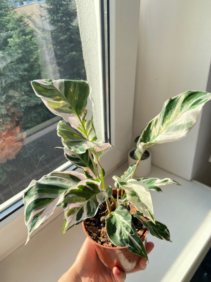 Calathea white fusion 2