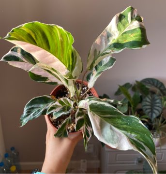 Calathea white fusion