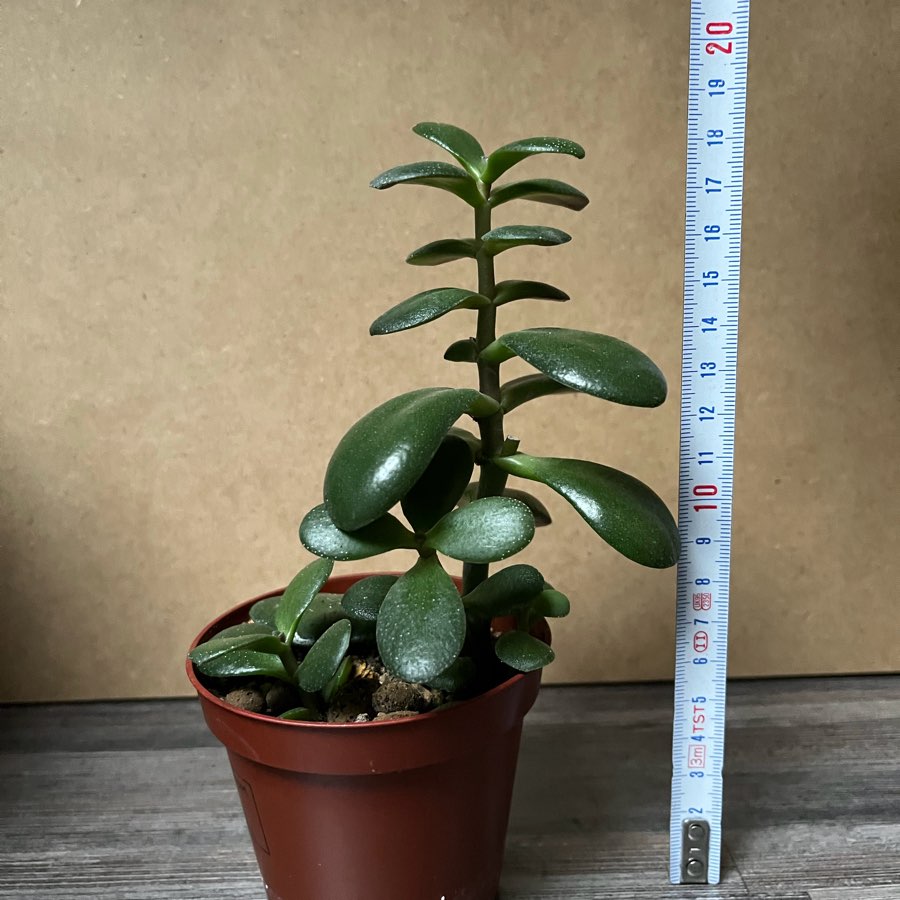 Crassula grubosz