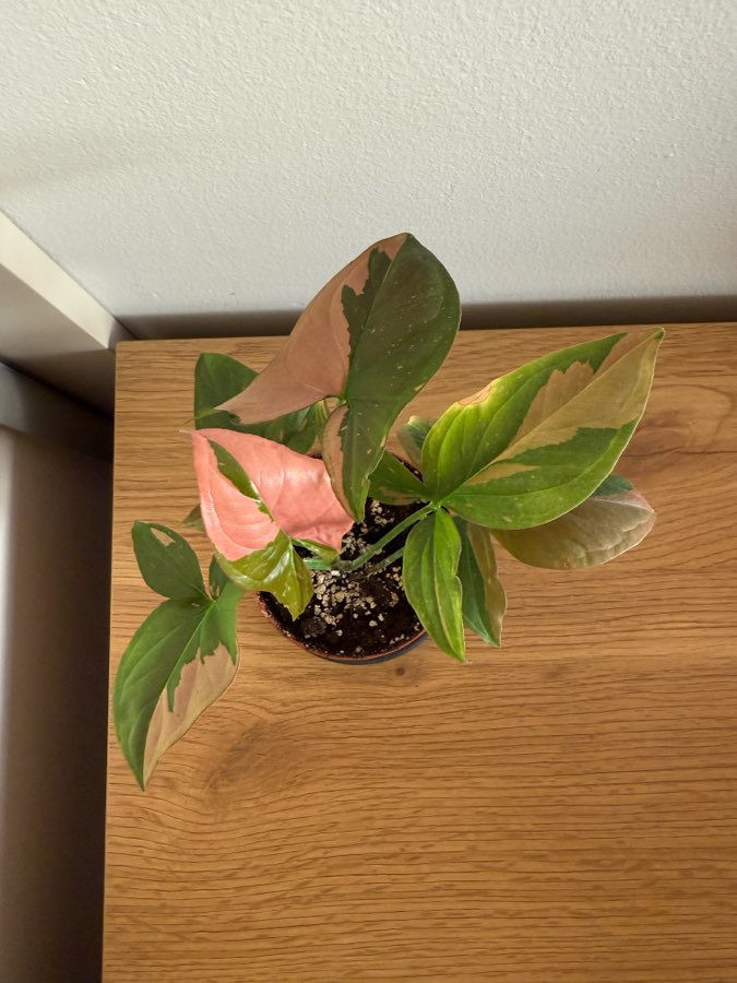 Syngonium red spot 3