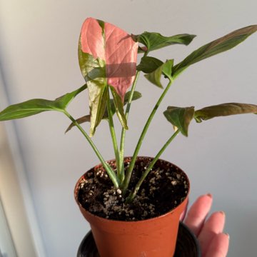 Syngonium red spot