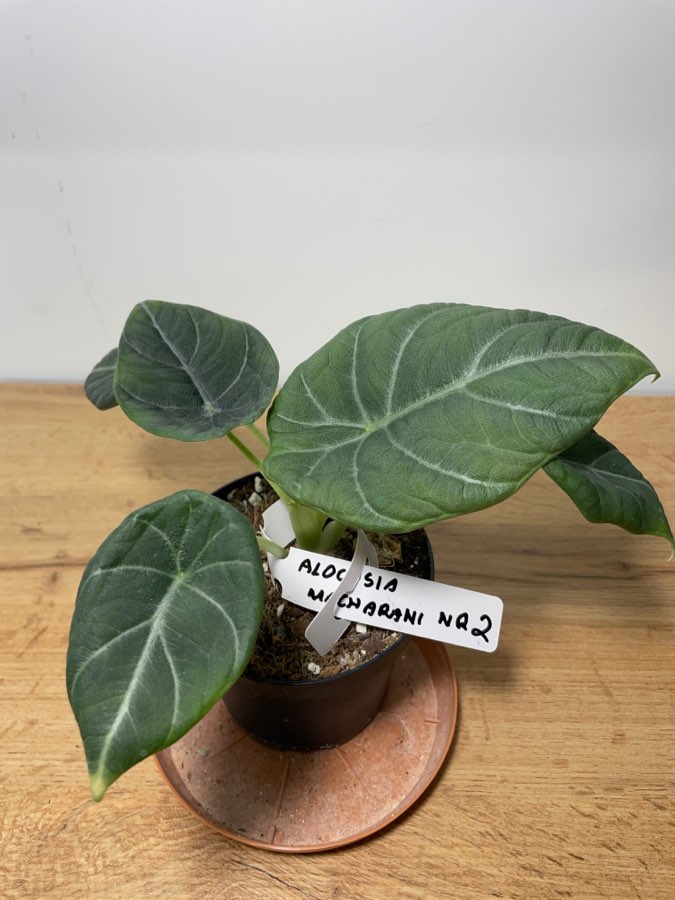 Alocasia maharanii 3