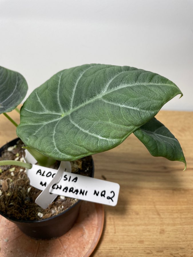 Alocasia maharanii 2