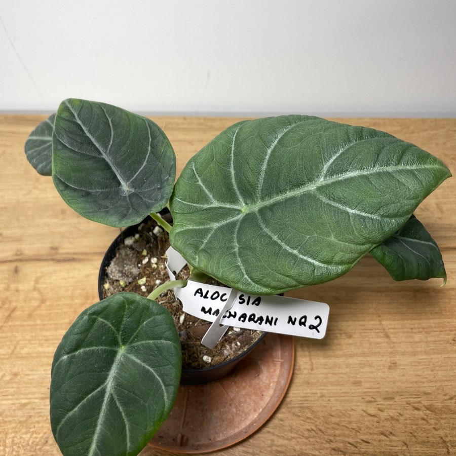 Alocasia maharanii