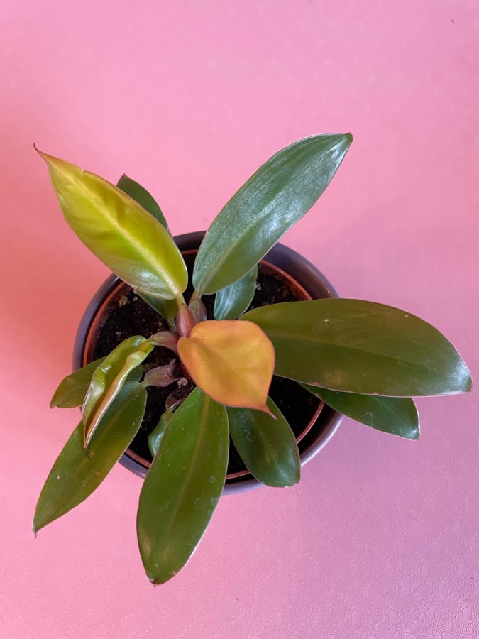 Philodendron Prince of Orange ok 12 cm 3