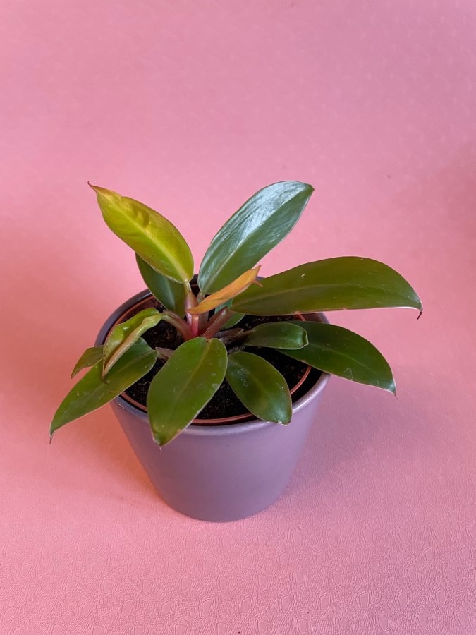 Philodendron Prince of Orange ok 12 cm 4