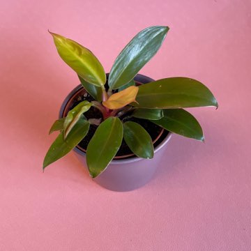Philodendron Prince of Orange ok 12 cm