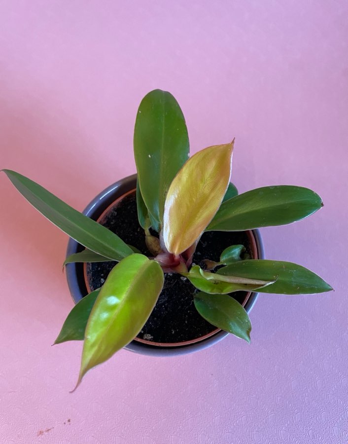 Philodendron Prince of Orange ok 12 cm 2