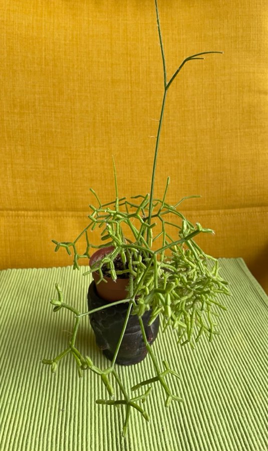 Rhipsalis clavata 'Easy Sweety' 4
