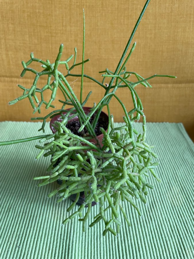 Rhipsalis clavata 'Easy Sweety' 2