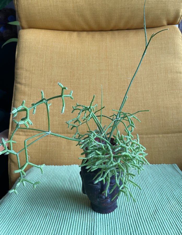 Rhipsalis clavata 'Easy Sweety' 3