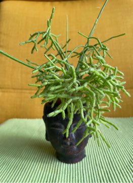 Rhipsalis clavata 'Easy Sweety'