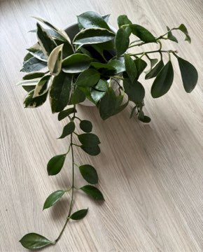 Hoja mix