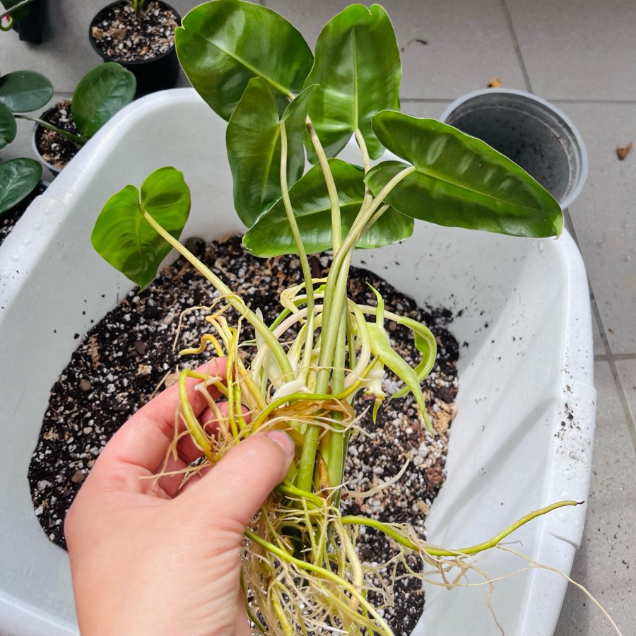 Philodendron burle marx 3