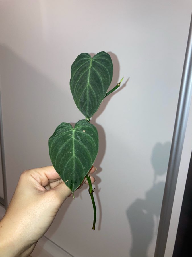 Philodendron splendid 2