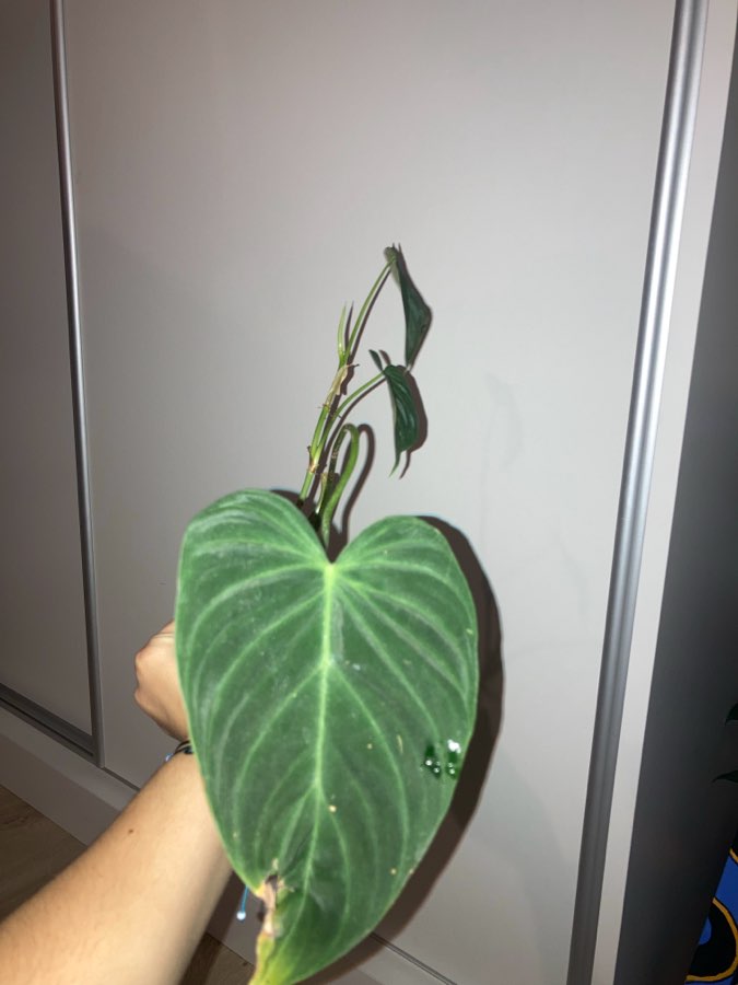 Philodendron splendid 5
